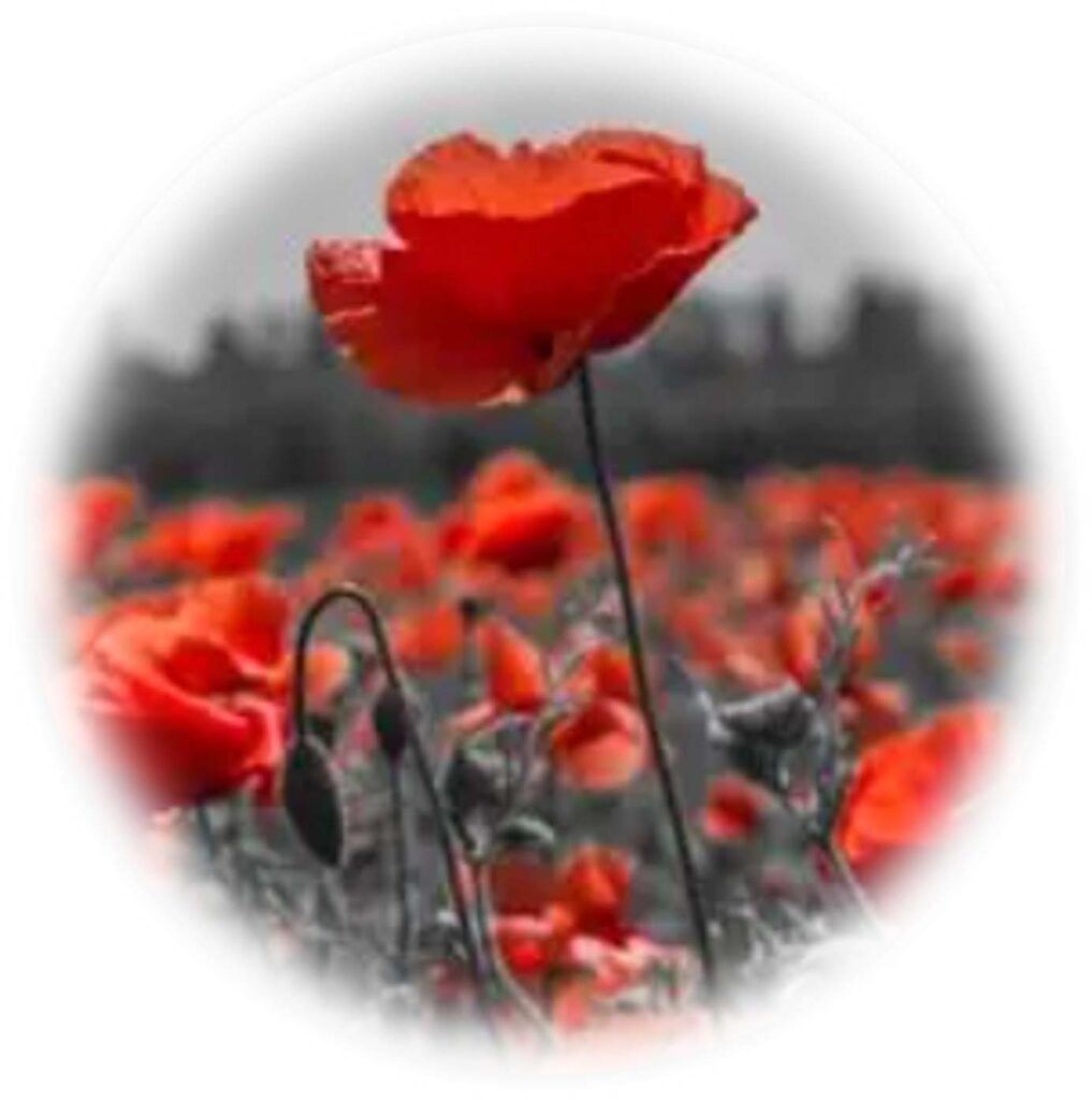 Remembrance Sunday, 9 November 2025